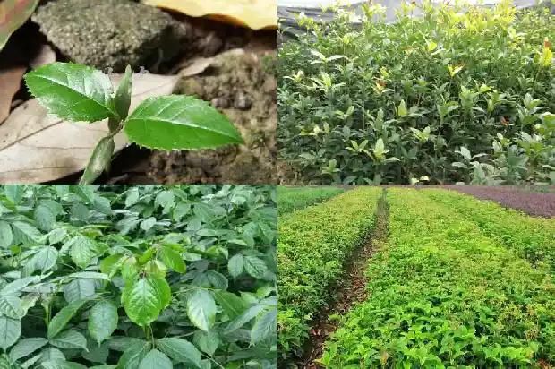 什么品种桂花树好看耐寒1685926190147