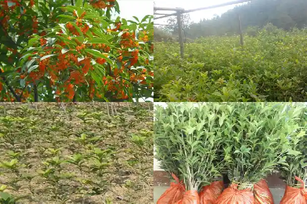 桂花可以和雪菊一起泡茶吗1689312356228