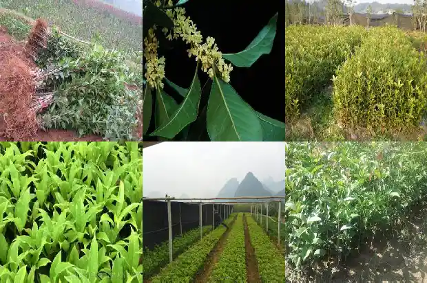 什么品种桂花树好活一些1685926209451