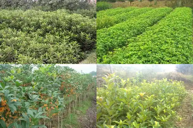 什么品种桂花树好养活一些1685926219173
