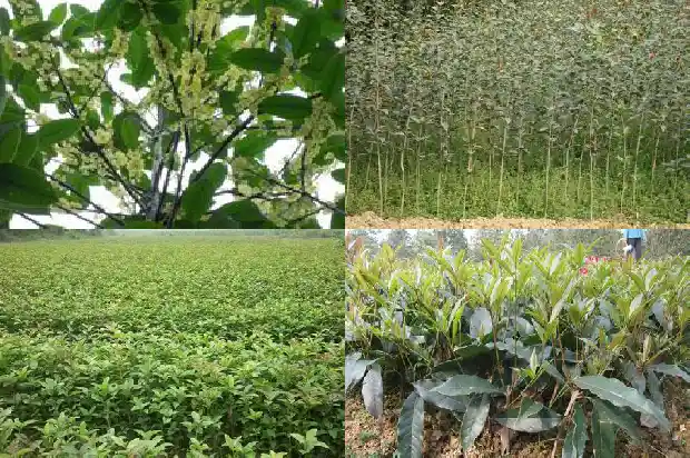 什么品种桂花树好养活一些1685926219218