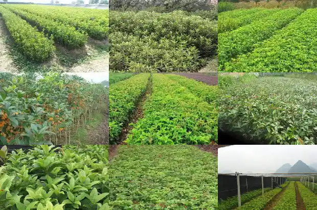 什么品种桂花树好养活又好养1685926228707