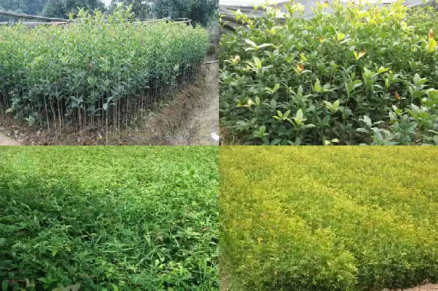 什么品种桂花树好养活又好养1685926228752