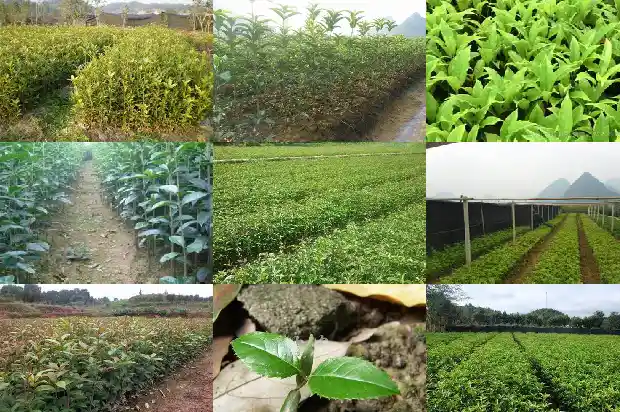 哪个品种桂花树最好养护1685926240261