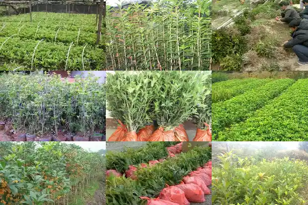 哪个品种桂花树最好养护1685926240307