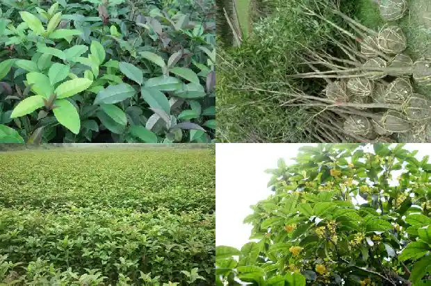 哪个品种桂花树最好养护1685926240398