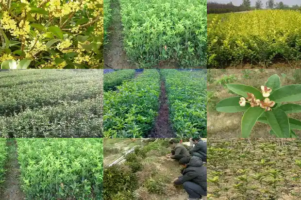哪个品种桂花树最好活的1685926252398