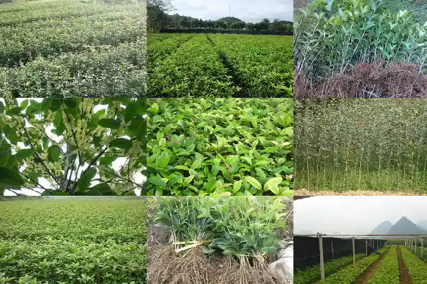 哪个品种桂花树最好活的1685926252446