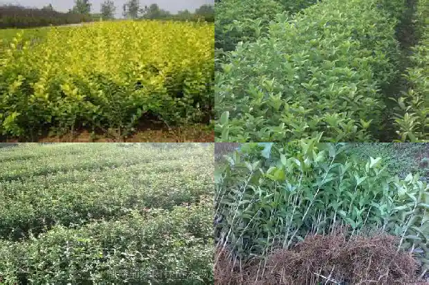 哪个品种桂花树最好活的1685926252538