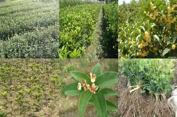 哪个品种桂花树最好种活1685926262135