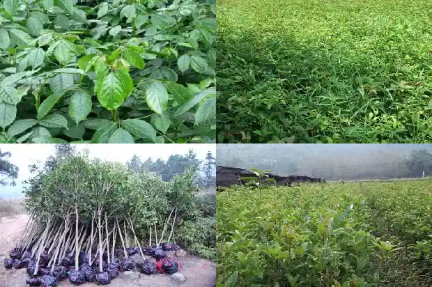 哪个品种桂花树最好种活1685926262228