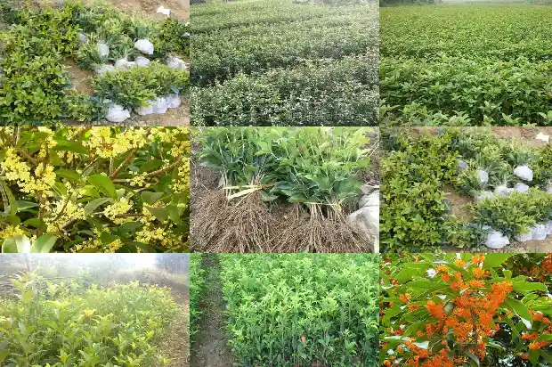 哪个品种的桂花树最好吃1685926273746