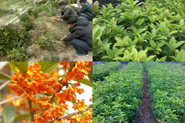 哪个品种的桂花树最好吃1685926273792
