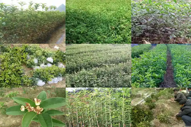 哪个品种的桂花树最好吃1685926273840