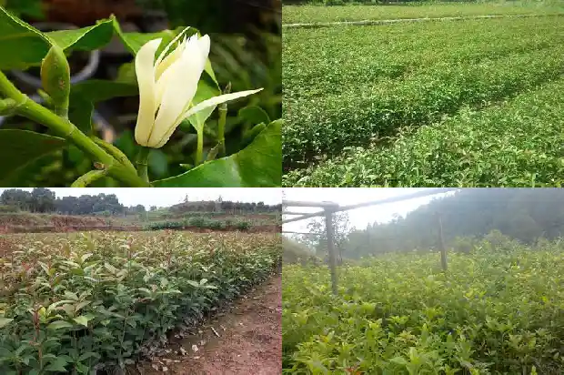 桂花几月栽种好1685926281325