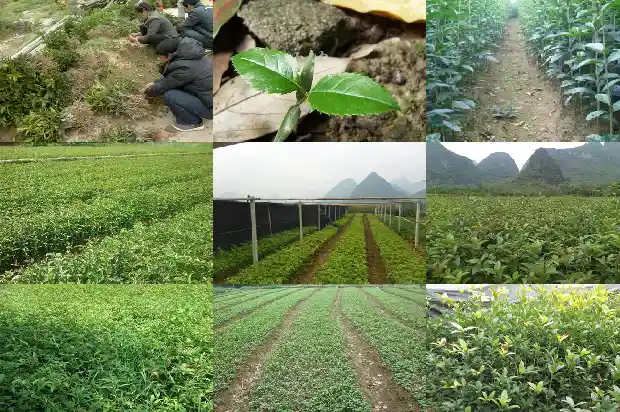 哪种桂花不可以食用1689577010012