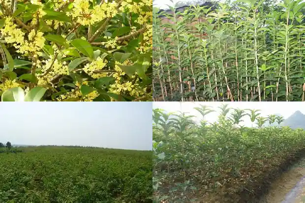 院子中种桂花树好吗风水好不好1685926329359