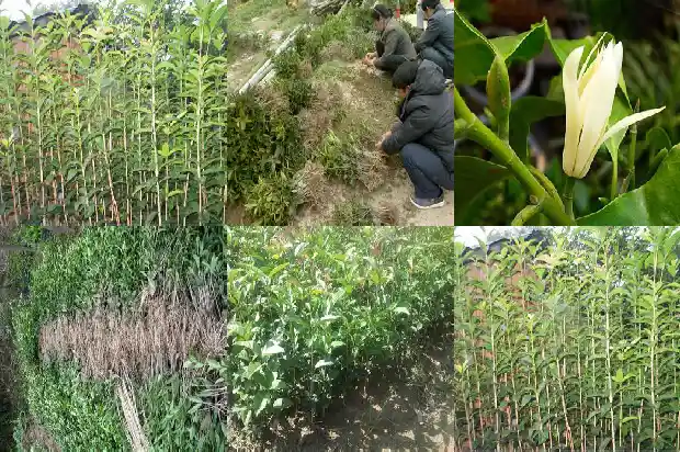 桂花枸杞能一起泡水喝吗1689208147734