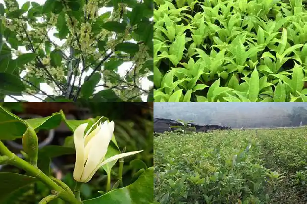 屋子里可以种桂花树吗1685926372073