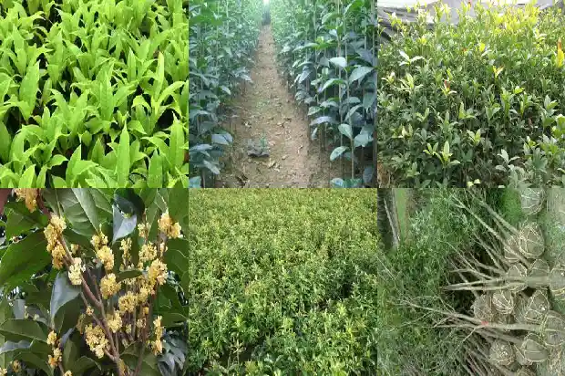 屋前能不能种桂花树1685926379708