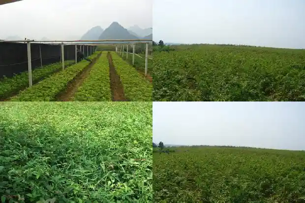 屋前能不能种桂花树1685926379756