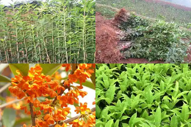 屋旁种桂花树好吗1685926396740