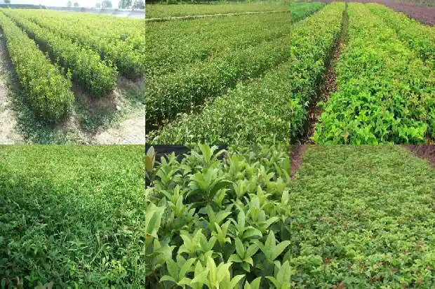 屋旁种桂花树好吗1685926396788