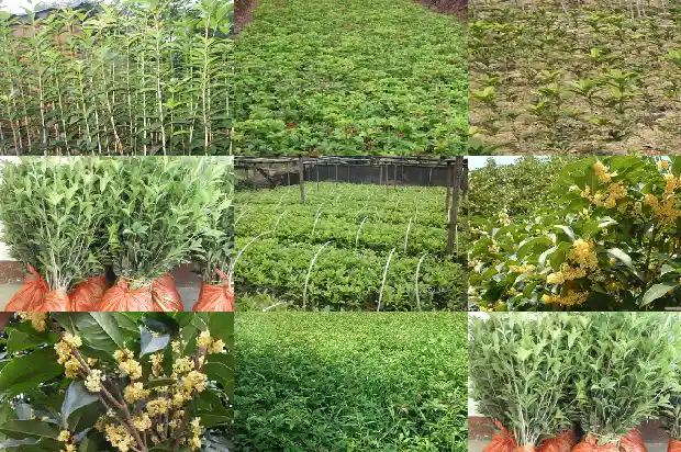 家后面可以种桂花树吗1685926408244