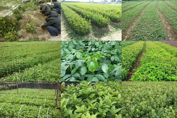 家后面可以种桂花树吗1685926408387