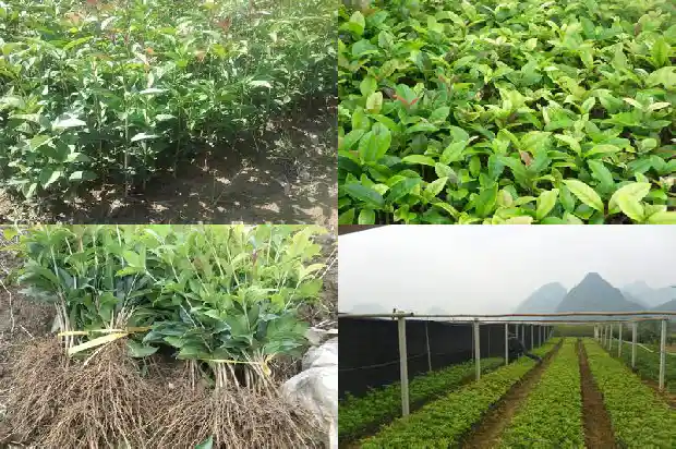 桂花树怎么种风水好1685926415864