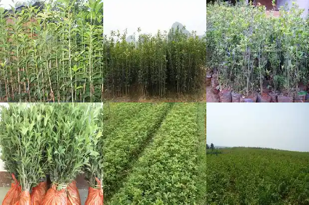桂花树怎么种风水好1685926415912