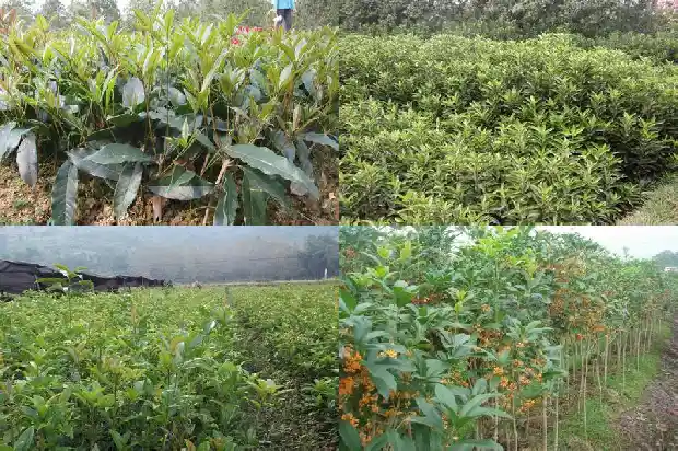 又是一年桂花香的说说1688793100466