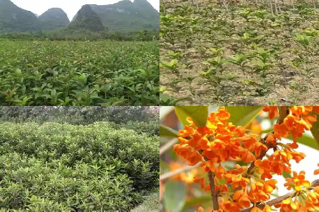 房前栽桂花树风水好不好1685926423494