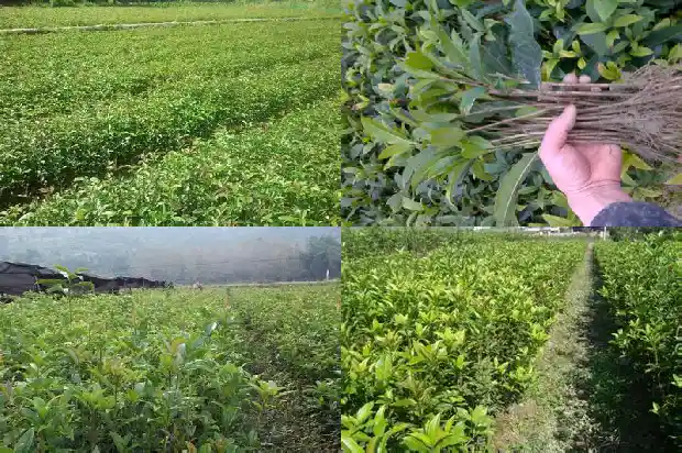 房后种桂花树好不好1685926489668