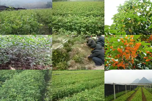 房后种桂花树好不好1685926489716