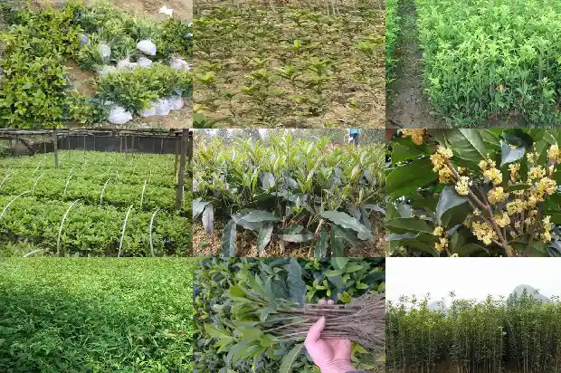 房后有桂花树风水好吗1685926501108