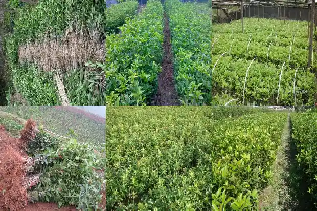 房后有桂花树风水好吗1685926501155
