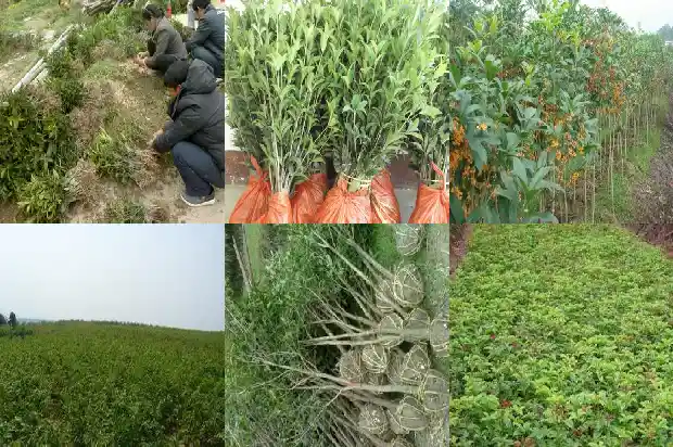 房后有桂花树风水好吗1685926501202