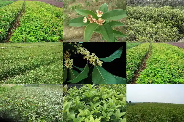 房后有桂花树风水好吗1685926501248