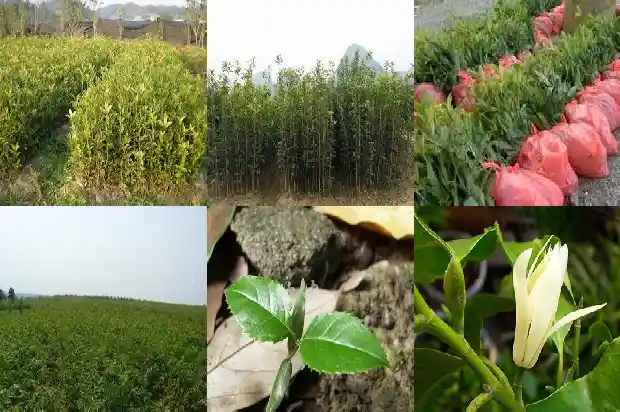 院子里栽几颗桂花树好呢1685926508668