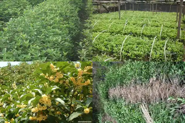 院子里栽几颗桂花树好不好1685926517990