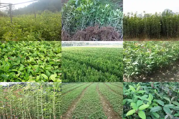 院子里有棵桂花树好不好1685926529583