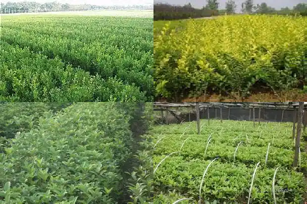 院子里有棵桂花树好不好1685926529628