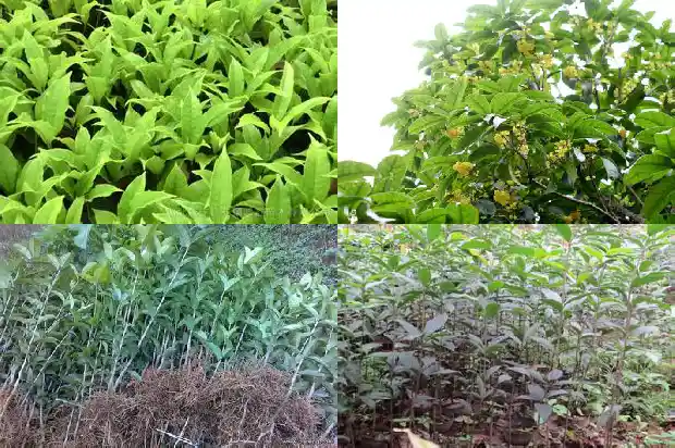 院子里有棵桂花树好不好1685926529674