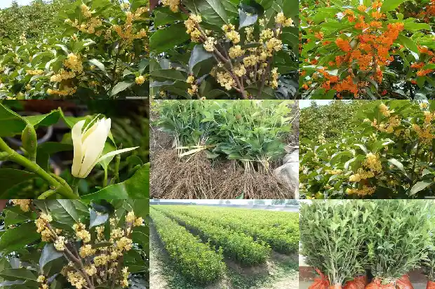 房前种桂花树左右哪边好1685926548657