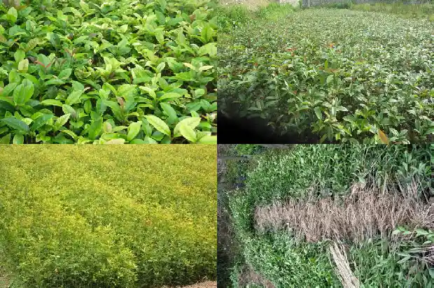 房前种桂花树左右哪边好1685926548703