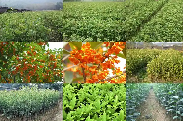 房前种桂花树左右哪边好1685926548750
