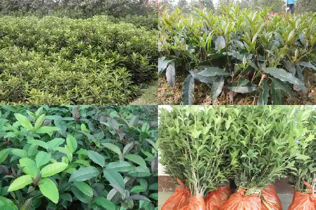 房屋前种桂花树好吗风水好吗1685926560636
