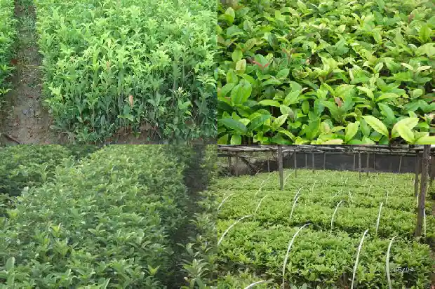 房屋前种桂花树好吗风水好吗1685926560729