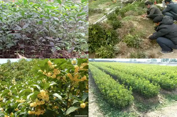 房屋前种桂花树好吗风水好吗1685926560774